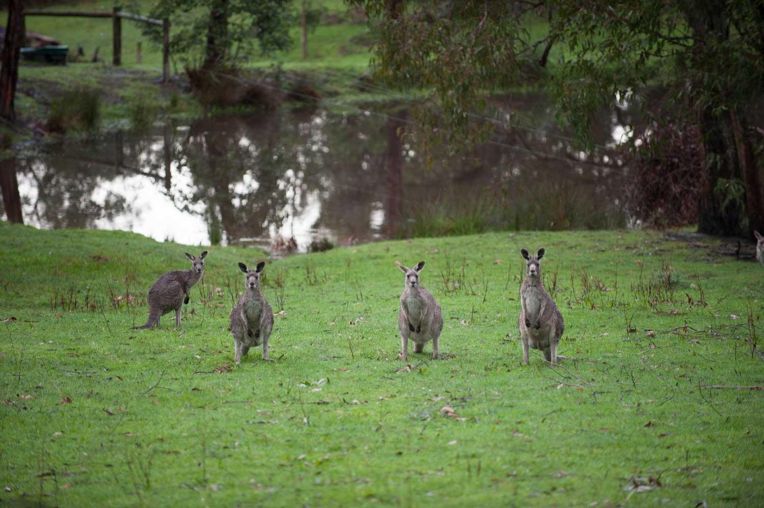 Home Farm Healesville Ngoại thất bức ảnh